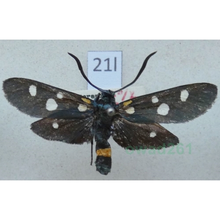 Zygaena ephialtes (Linnaeus, 1767) Kraśnik goryszowiec Czech21l